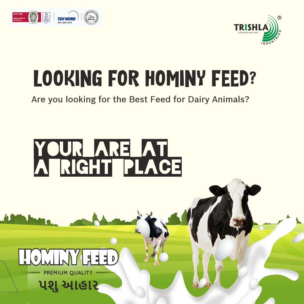 Are you looking for the Best Feed for Dairy Animals? Then you are at a right place. For best deals and purchase inquiries contact us at +919611445592

#HominyFeed #AnimalFeed #CattleFeed #CornFeed #Corn #Maize #IndianCorn #IndianMaize #IndianExport #AgriProduct
