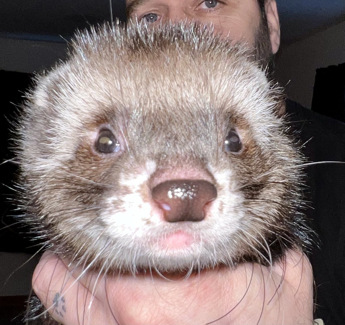 FerretsFeet's tweet photo. He has a cute spiky hairdo this morning ❤️❤️🥰🥰 https://t.co/wgBjtrc5BZ
