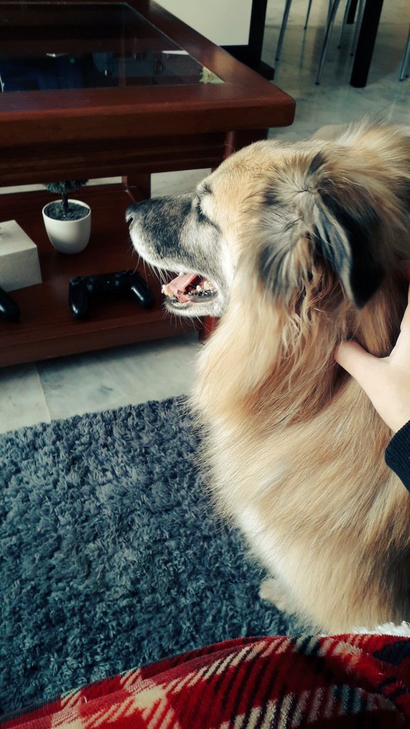 malena099's tweet photo. He pedido teletrabajo para cuidar de mis mascotas, creo que me he pasado la nueva ley de protección animal. https://t.co/72Ae75GH4t