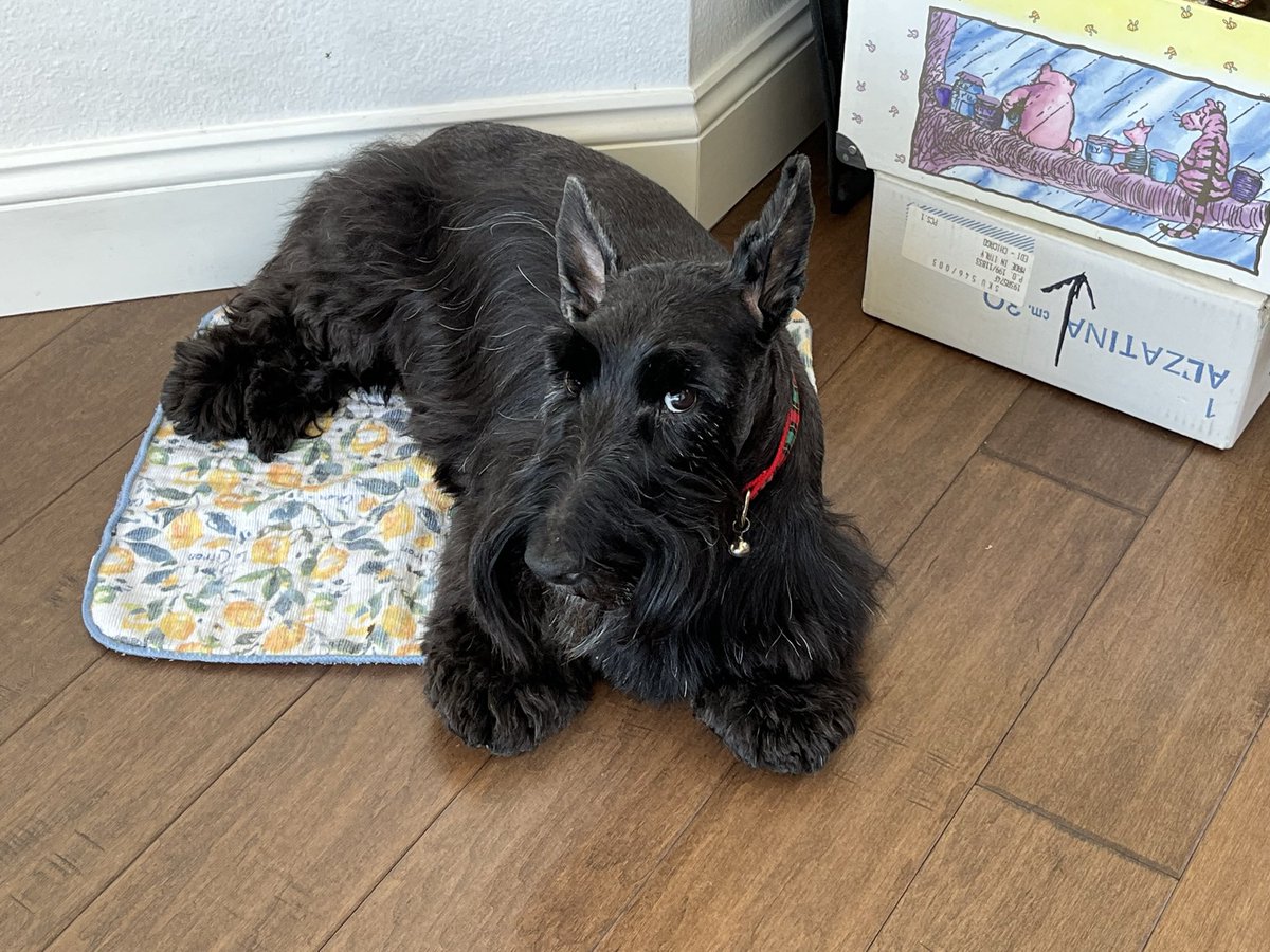 soOCforPete's tweet photo. @WorldScotties Raylan wishes you a speedy recovery. ❤️❤️ https://t.co/HToJCKy0U1