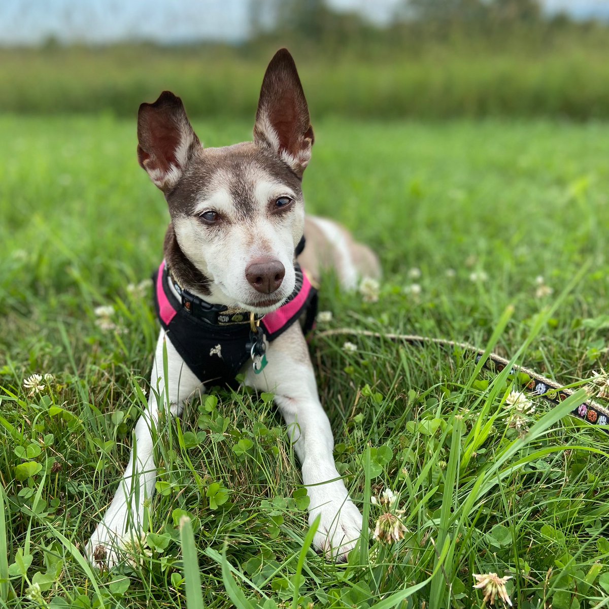 BeLev's tweet photo. @yatinbrooklyn I have a #RatTerrier named Bella who would also be happy to take the job! https://t.co/a4FNnPbQp9
