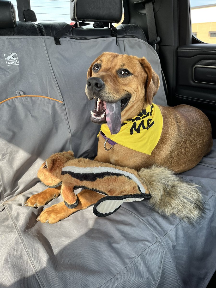 AGuyandAGolden (@aguyandagolden) on Twitter photo Tongues out for Shelter Dog Saturday! First Shelter Dog Saturday video coming out on YouTube @ 10:05 EST! Let’s find BIRCH his furever home! youtube.com/@aguyandagolden <a href="/ACAS_PAWS/">Anderson County PAWS</a> Tongues out for Shelter Dog Saturday! First Shelter Dog Saturday video coming out on YouTube @ 10:05 EST! Let’s find BIRCH his furever home! youtube.com/@aguyandagolden <a href="/ACAS_PAWS/">Anderson County PAWS</a>