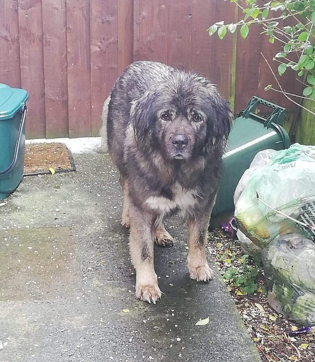 #FOUND #FoundDogs ‼️CONWAY RD SWANSEA ‼️
WHO OWNS THIS  CAUCASIAN ?

.CAUGHT BY VOLUNTEER Jenna Lea 

Now at St James vets Penllergaer #Caucasian #Swansea #WALES 🇬🇧🇬🇧🇬🇧🇬🇧🇬🇧🇬🇧🇬🇧🇬🇧🇬🇧🇬🇧🇬🇧