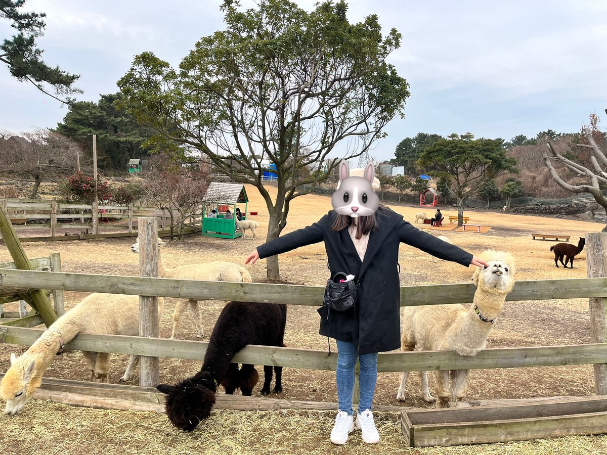 Visited alpaca farm at Jeju,south korea! Had fun feeding alpaca :)    #TMAs  #TheMafiaAnimals #Zootomint #动物园tomint