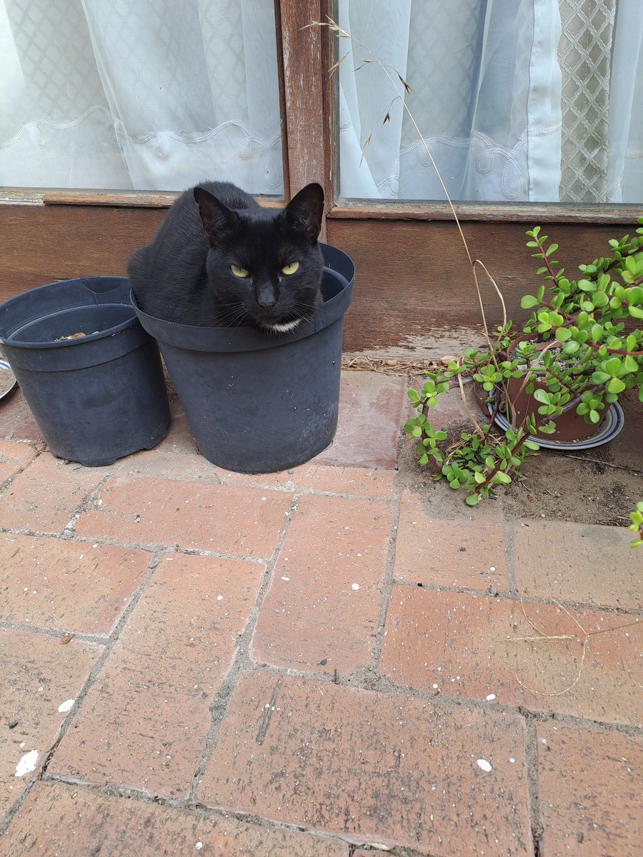 Came home to #Midnightthecat doing her best potplant impression 😂😂🥰