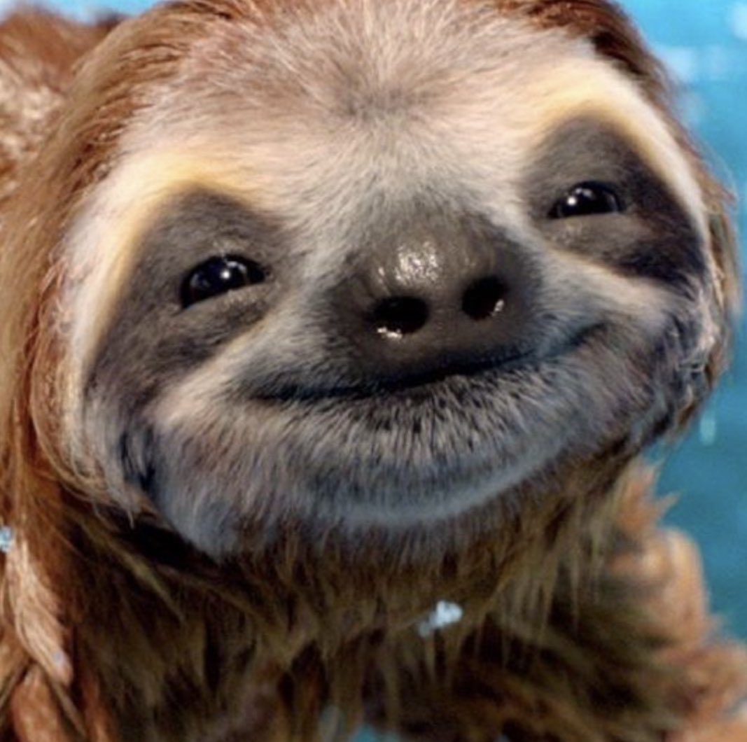 schmoozequeen's tweet photo. @kellyOfficer1 #SlothSaturday๐๐ฆฅ๐#Smile https://t.co/vMvfKDh1LE