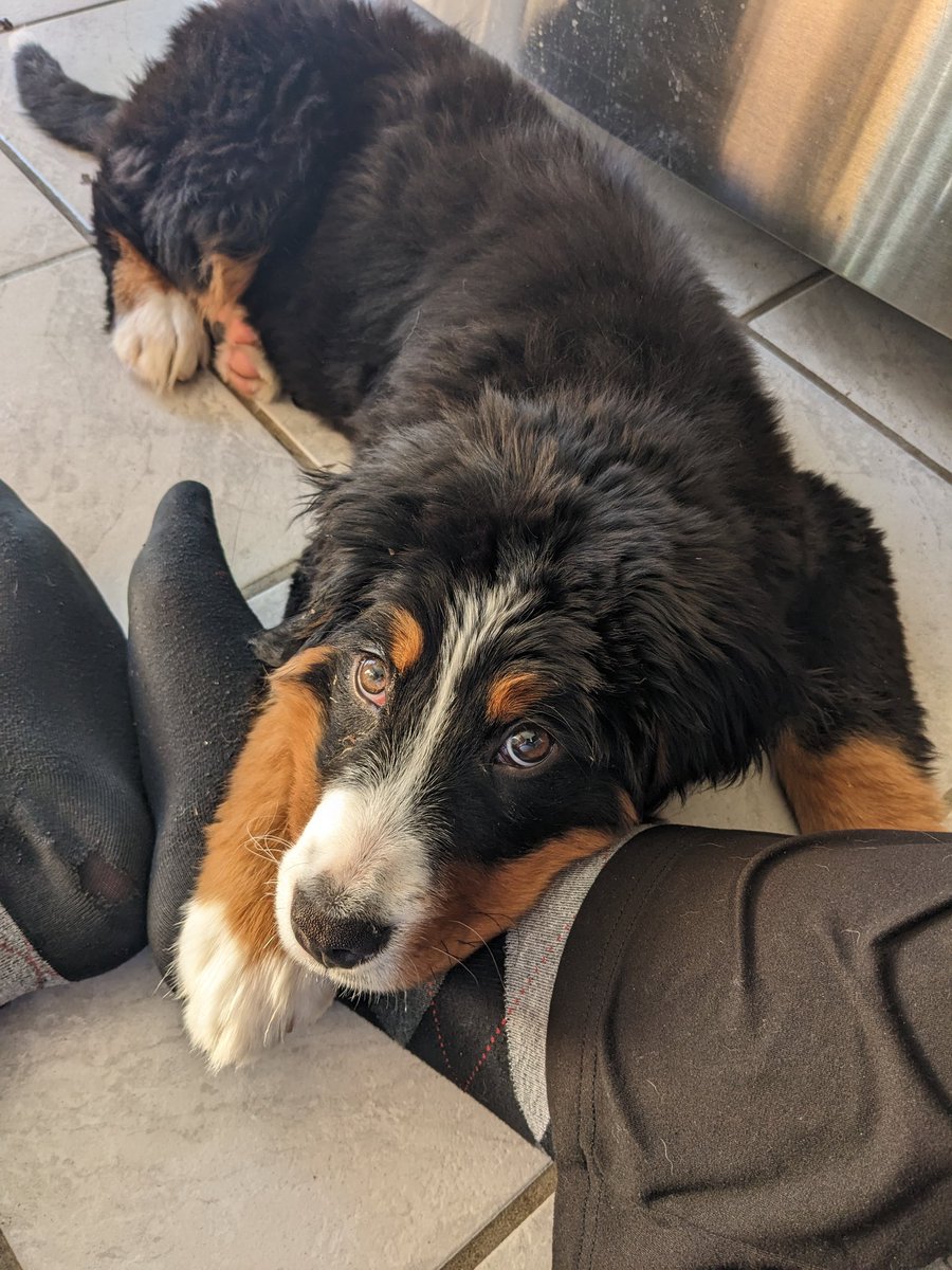 "Alli, you are so busy! Why did you take on a puppy?" ...moments like this - just like this.