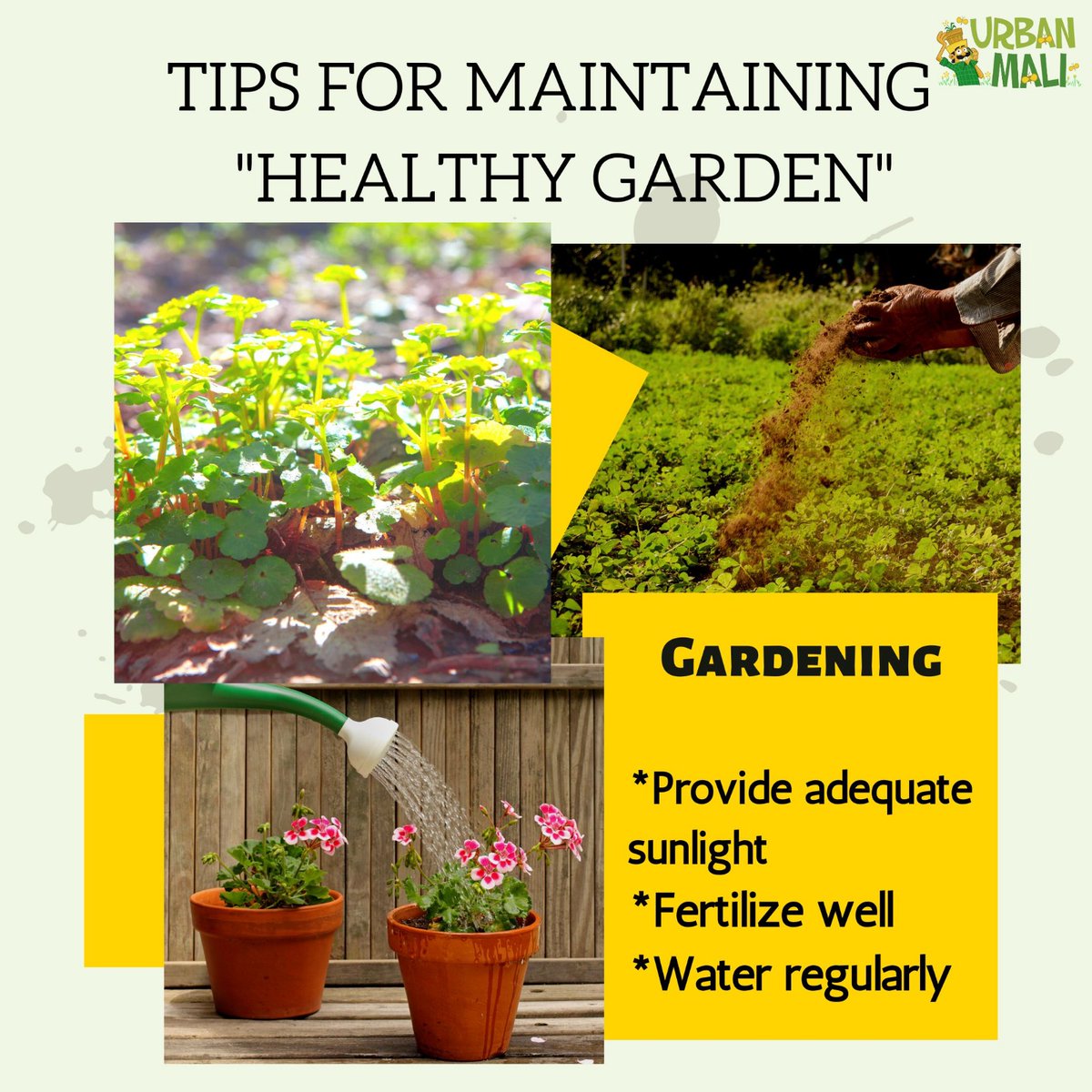 Maintaining a healthy garden is essential for producing beautiful flowers, lush foliage, and delicious fruits and vegetables. 

#plantlovers#plantparents#plantcommunity#planter#plantfacts#planttips #healthygarden#urbangardening#homegardening#urbanmali