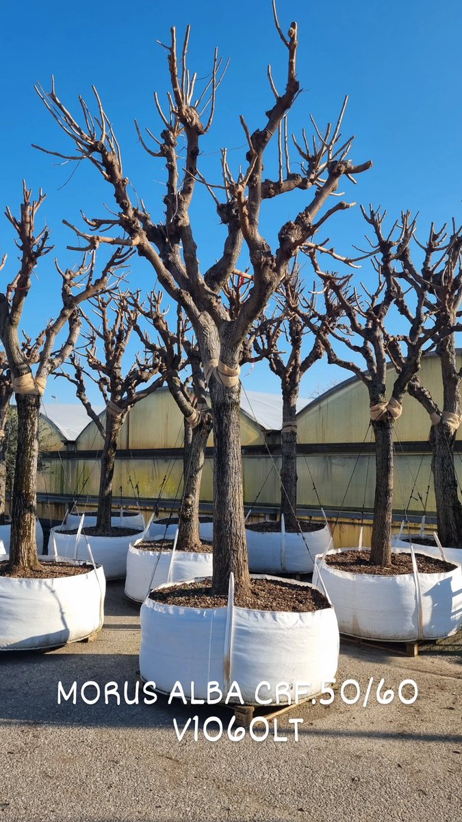 CoplantVivai's tweet photo. Tante novità tra i nostri prodotti....invia una richiesta d'offerta e programma la tua visita nel nostro Vivaio!💚🍀
#coplantvivaipiante #coplant #bycoplant #alberi #trees #plantinbag #piante #arbusti #rose #roses #shrubs #cannetosulloglio #esemplari #viali #canneto #vivaio https://t.co/4uCo21667w