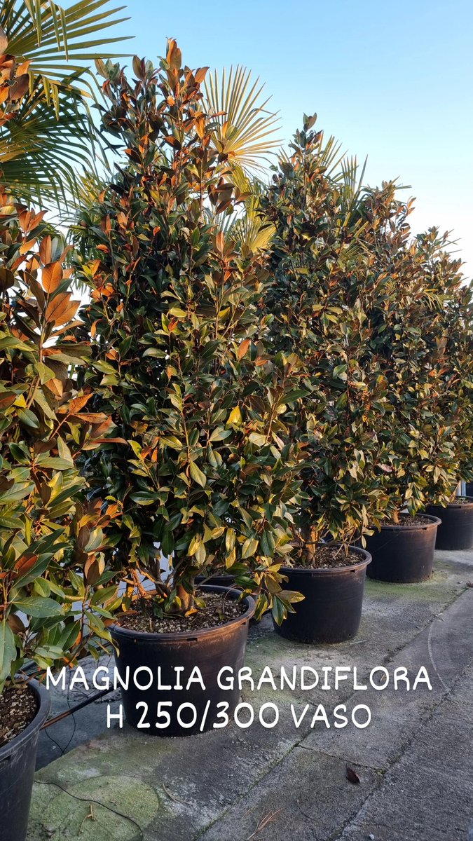 CoplantVivai's tweet photo. Tante novità tra i nostri prodotti....invia una richiesta d'offerta e programma la tua visita nel nostro Vivaio!💚🍀
#coplantvivaipiante #coplant #bycoplant #alberi #trees #plantinbag #piante #arbusti #rose #roses #shrubs #cannetosulloglio #esemplari #viali #canneto #vivaio https://t.co/4uCo21667w