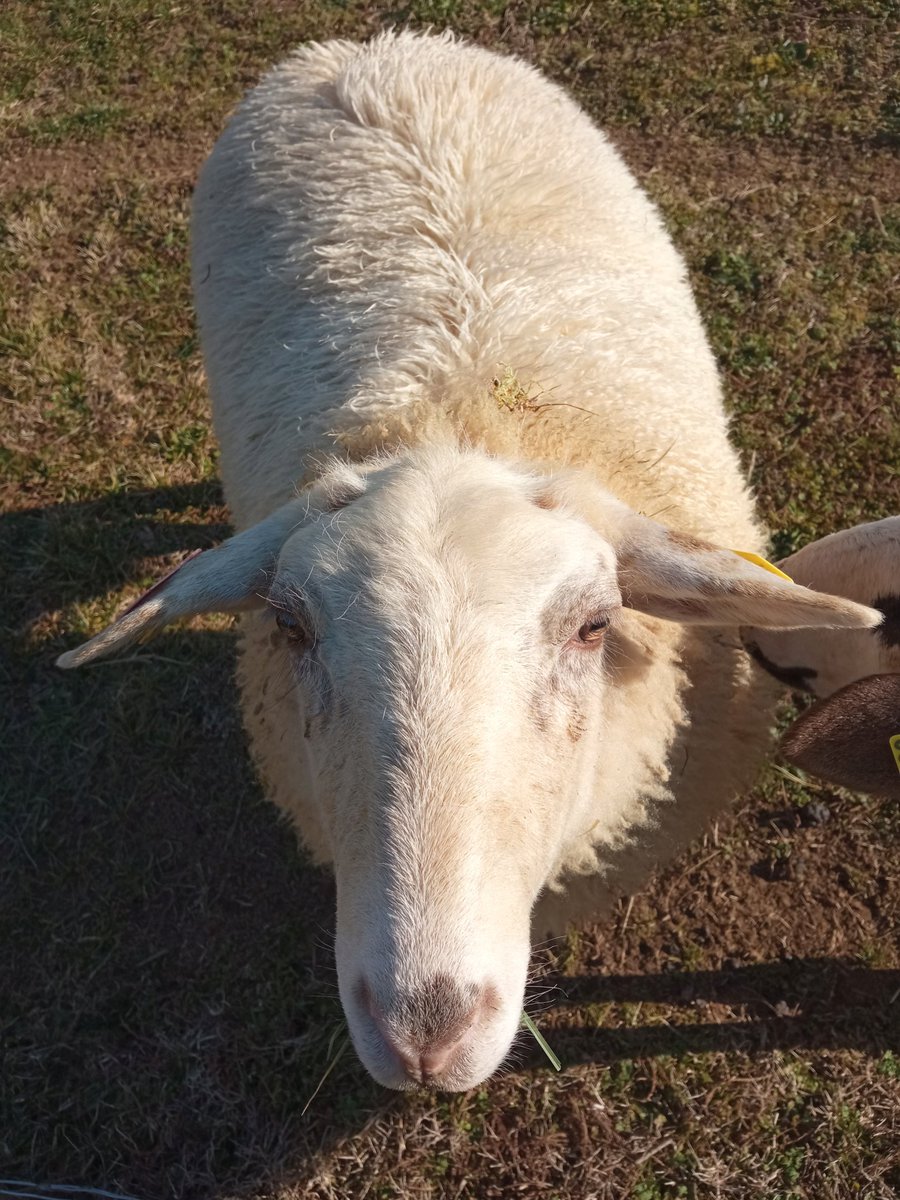 And another nice photo, this is Doris, she's not as tame, but likes her head scratched. #smallholding #sheep  #onthefarm  #countrylife #farmers