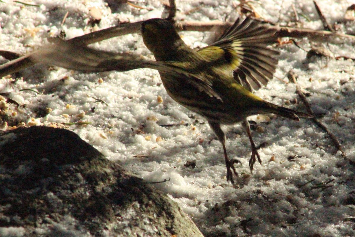 eijaphoto's tweet photo. Towards the spring!  Spread your wings and fly 💛 https://t.co/w4KD3S4Wqj