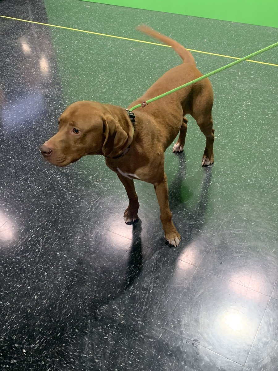 JFranseenTV's tweet photo. Happy Saturday!☀️ 
Meet Gerald! 🐶 
He’s our adoptable pet of the week from the @HumaneSocietyPC . 
Here’s some quick facts about him:
- Rhodesian Lab mix
-3-years-old
-So loving and full of life
-Enjoys walks
Let’s get him adopted! 🤗 https://t.co/w3N7uaQcul