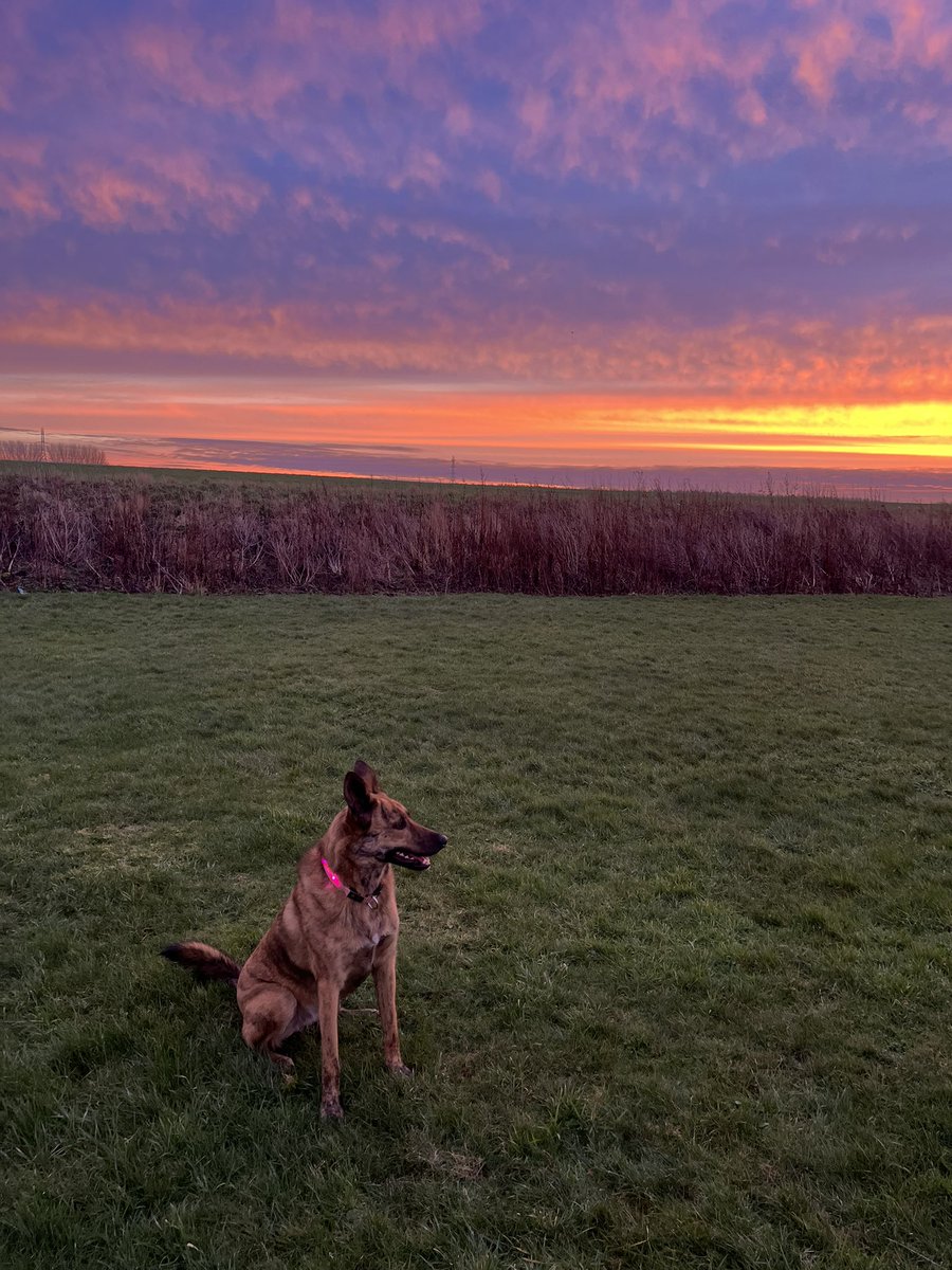 conniesdev's tweet photo. @ruskin147 Amazing progress! Thanks for the updates, our Romanian rescue Nala is rooting for Sophie https://t.co/6rcr8ARJQ7