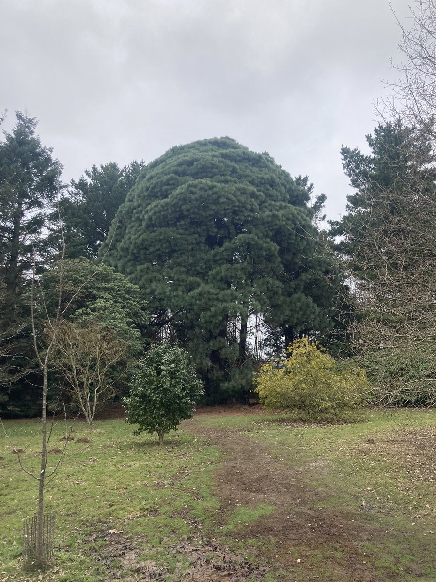 MissStarhound's tweet photo. Had a nice walk round @sheffieldparkNT before retiring to my buggy! #MassiveTrees #lovelyGardens #NiceLakes https://t.co/pL8s1AevSh