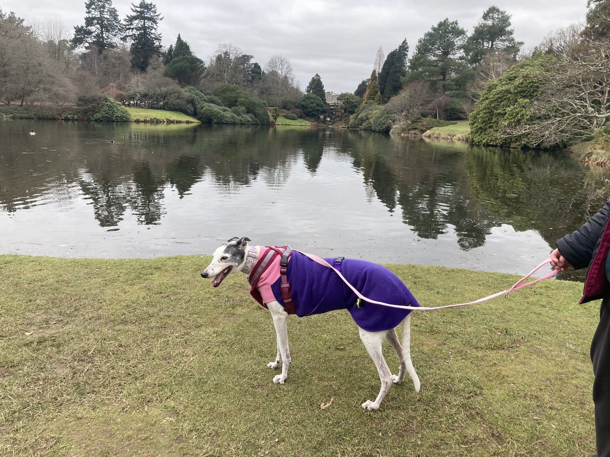 MissStarhound's tweet photo. Had a nice walk round @sheffieldparkNT before retiring to my buggy! #MassiveTrees #lovelyGardens #NiceLakes https://t.co/pL8s1AevSh