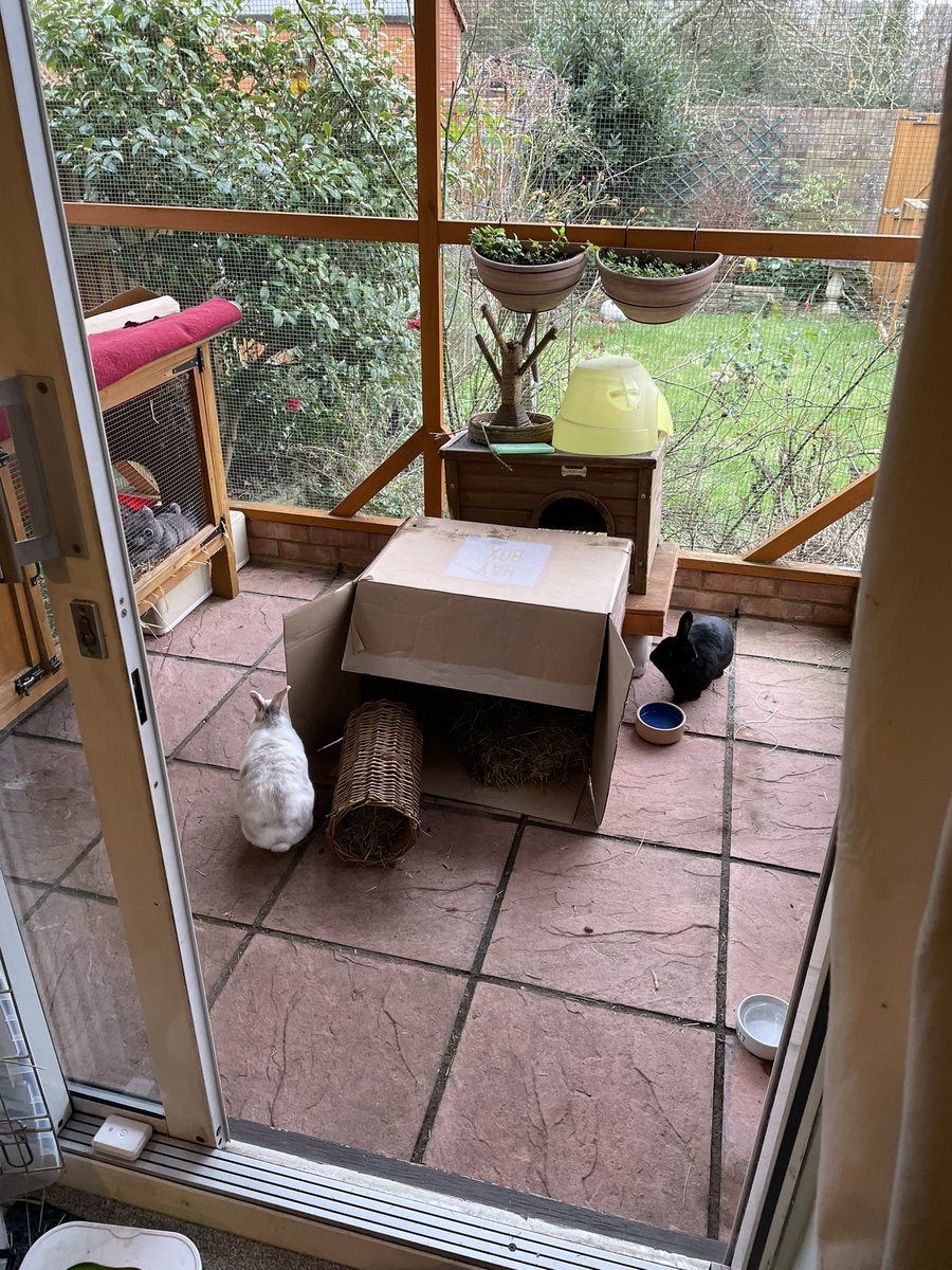Alert! Alert! Human is trying to reorganise the bunarium to give us more space! Things have been moved! Help us friends!!! 😱
