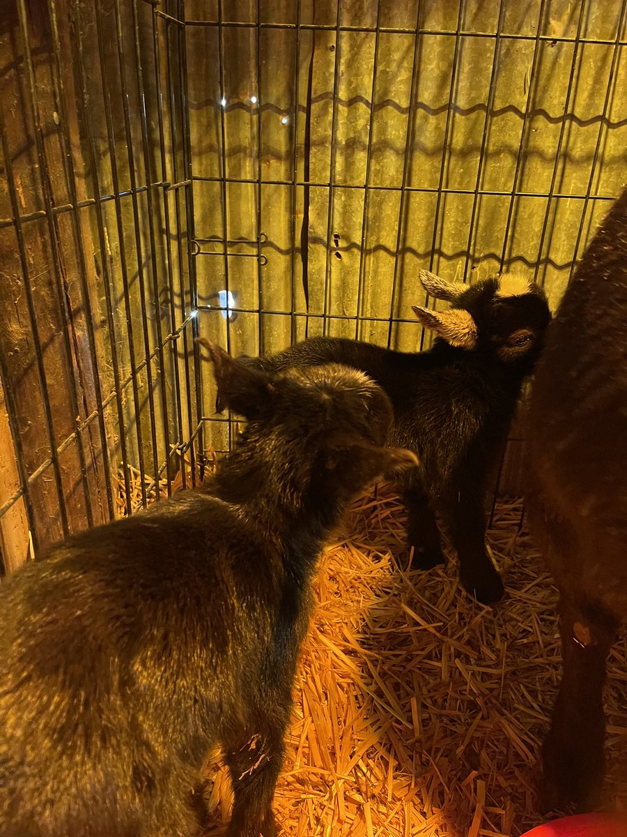 KateYouHandleIt's tweet photo. Mama and babies are doing wonderful this morning! Morticia had two babies at 7:30pm yesterday 💐💐🎁🎁🎊🎉 https://t.co/6QdIkCJJ6x