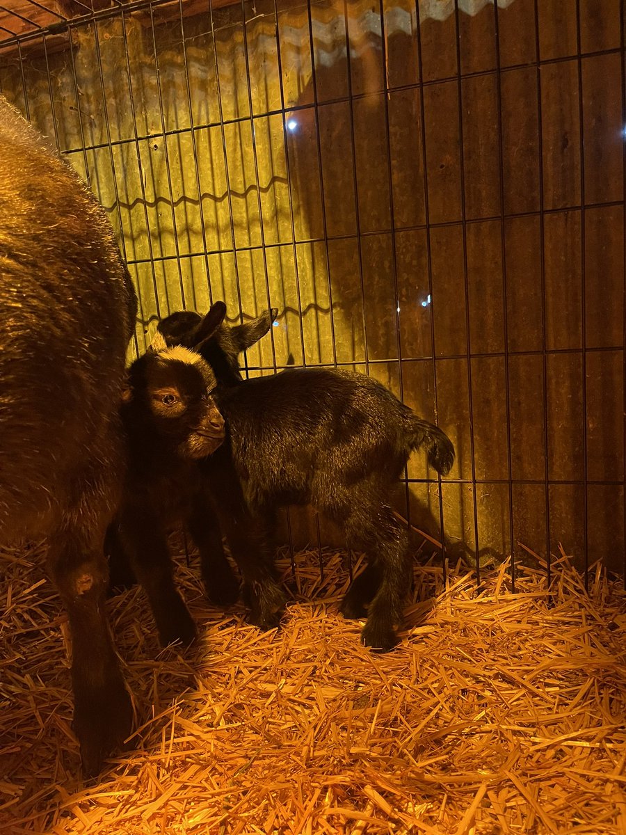 KateYouHandleIt's tweet photo. Mama and babies are doing wonderful this morning! Morticia had two babies at 7:30pm yesterday 💐💐🎁🎁🎊🎉 https://t.co/6QdIkCJJ6x