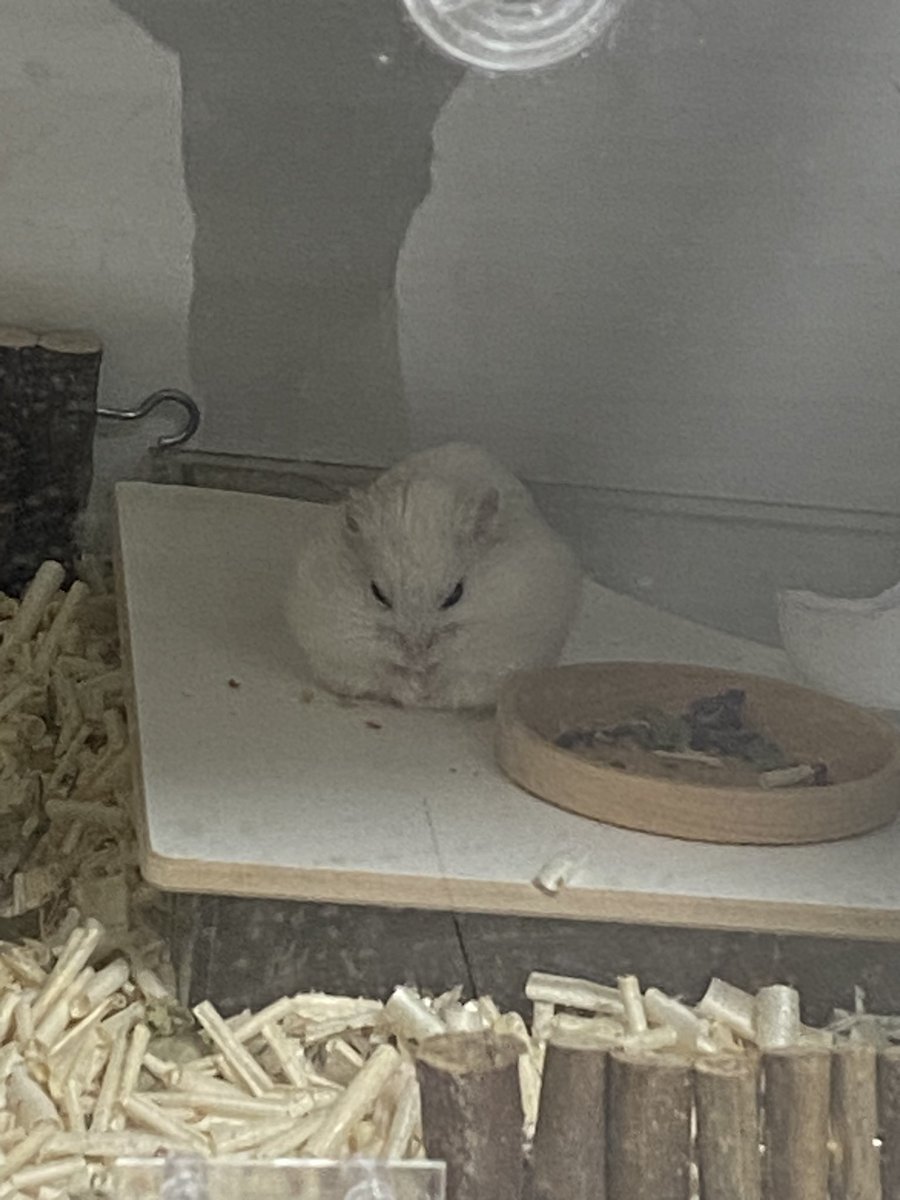 졸고있는 주먹밥🍙