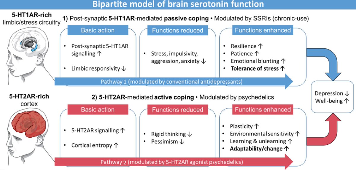 Serotonin and brain function: a tale of two receptors journals.sagepub.com/doi/10.1177/02… by @RCarhartHarris & @ProfDavidNutt in Journal of Psychopharmacology
