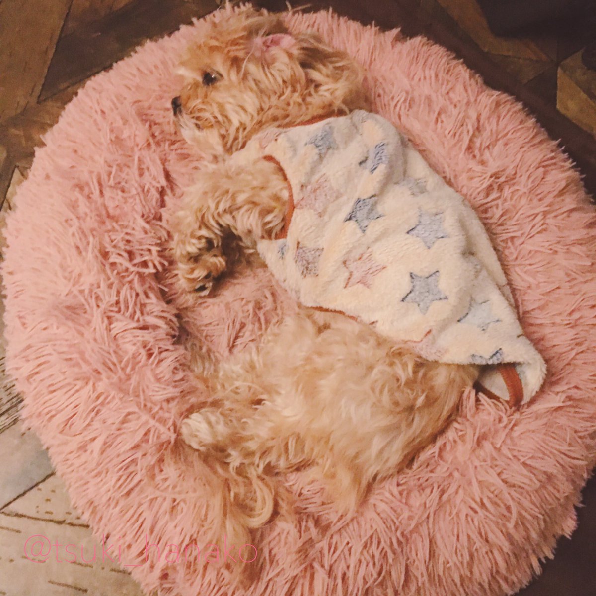 モフさんの健康診断終わりました。
特に問題なく健康体でした🥰よかったよかった！
緊張が解けてお気に入りの場所でずっと弛緩してました。弛緩しすぎて体の立体感も失われてる。 https://t.co/OcSs8OJEim