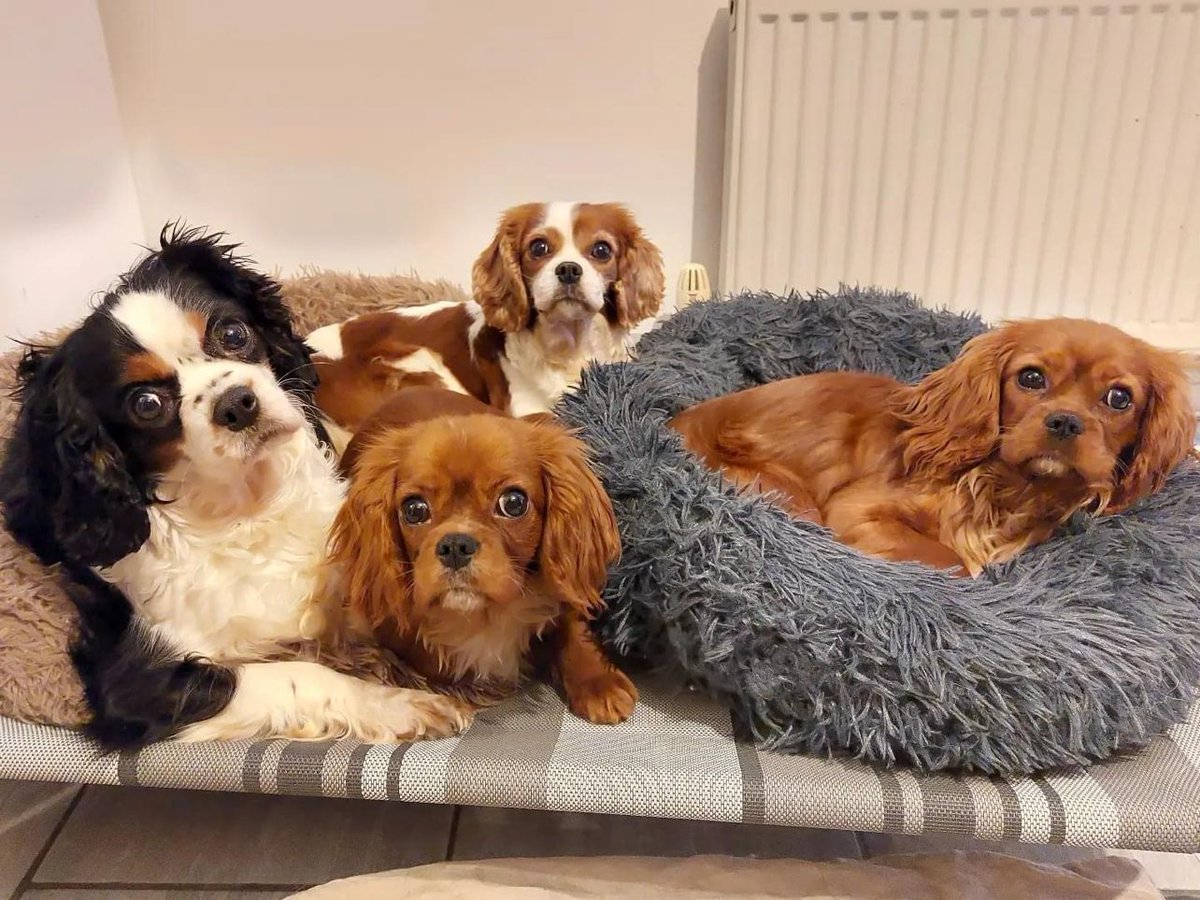 Meet Phyllis, Lyla, Arietty &amp; Charlotte, safe &amp; sound in foster far away from the cold barn they were rescued from last week. Pls #donate &amp; RT to help us raise £6k for the 30+ dogs we rescued with them if you can. Read more 👇 hoperescue.org.uk/Appeal/another… 
#rescuedogs #dogsoftwitter