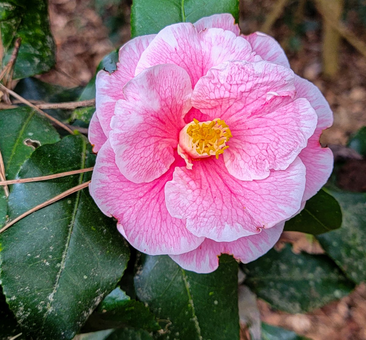 calgriffin's tweet photo. Lazy Hazy Days what are we to do. Don't wish it were spring because these beautiful expressions of joy will be gone soon enough. For now, savor their gracious glow of glory. 
#lowcountry #lowcountryliving  #camellias  #calgriffin #allcountryrealestate #weknowcolleton https://t.co/AhD22c07pW