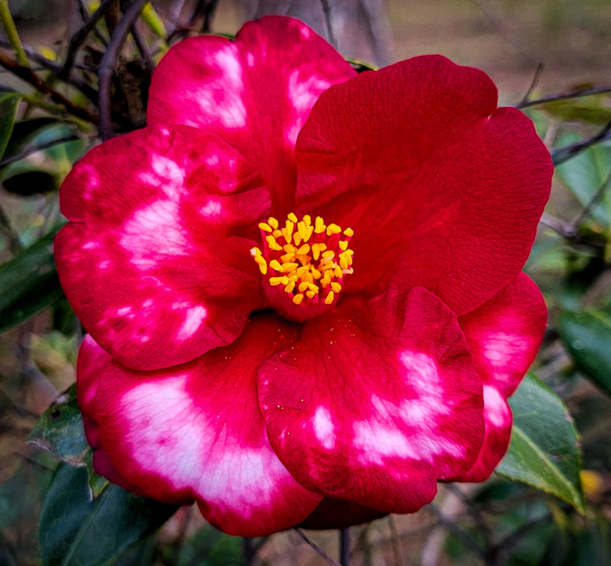 calgriffin's tweet photo. Lazy Hazy Days what are we to do. Don't wish it were spring because these beautiful expressions of joy will be gone soon enough. For now, savor their gracious glow of glory. 
#lowcountry #lowcountryliving  #camellias  #calgriffin #allcountryrealestate #weknowcolleton https://t.co/AhD22c07pW