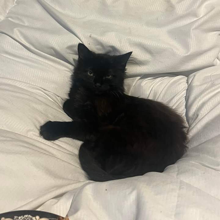 Our little kitten has escaped in the #LongEaton #Nottingham #NG10 area. She’s never been outside so we’re just in blind panic. Could residents please help us find her and look around their gardens, sheds and under hedges.

 Thank ank you ❤️