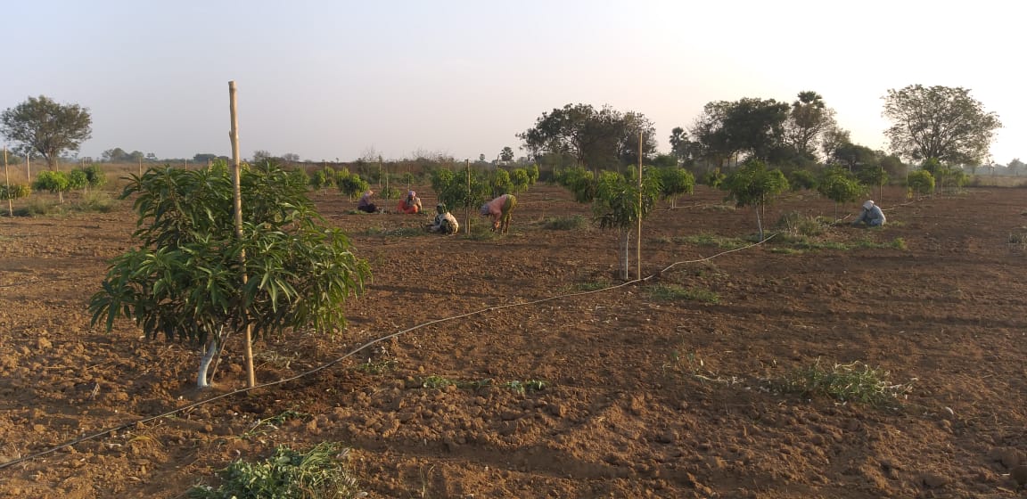KeerthiVardhan2's tweet image. Cleaning up the weeds in and around the tree is really important for the growth of the plant #matoorfarms #agriculture #mangofarm