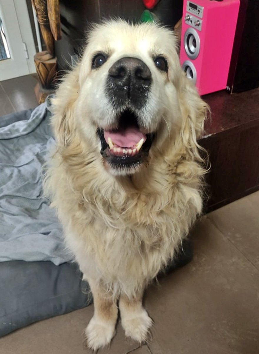 SosAbuelos1's tweet photo. #BARCELONA
Si estás viendo este post no es por casualidad... ¡¡este es tu perro!!. 😉

Se llama #HYRON tiene 9 añitos y precisa un hogar con urgencia.
Es un bellísimo Golden senior.
Está raza goza de mucha memoria, inteligencia y son muy dóciles

memerezcogalgomas@gmail.com https://t.co/nXhQXPRTnw