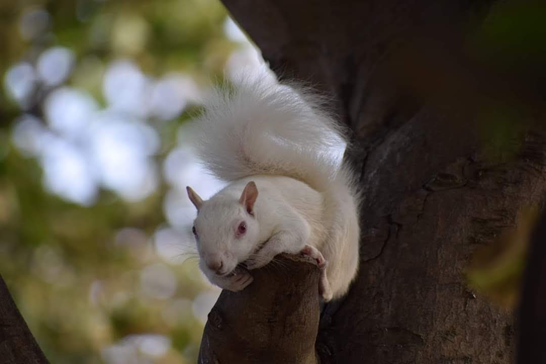 <a href="/davidrouse64/">David Rouse 🍃💚🍃</a> <a href="/White_Squirrels/">White Squirrels of Sussex 🤍</a> Caught in Ramsgate a few years back...pleased I had the lens cap off!