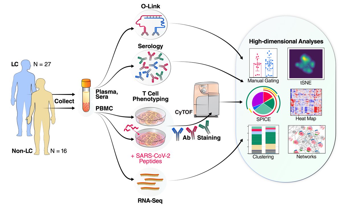 A new #LongCovid deep assessment of the immune response confirms dysregulation, exhausted CD8+ T cells, uncoordinated humoral-cell arms
biorxiv.org/content/10.110… <a href="/GladstoneInst/">Gladstone Institutes</a> <a href="/UCSFMedicine/">UCSF School of Medicine</a> 
Previous report medrxiv.org/content/10.110… <a href="/VirusesImmunity/">Prof. Akiko Iwasaki</a> <a href="/PutrinoLab/">Putrino Lab</a>