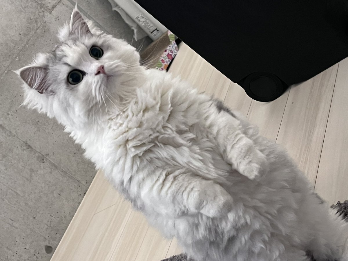 FUKADA_CAT tweet picture