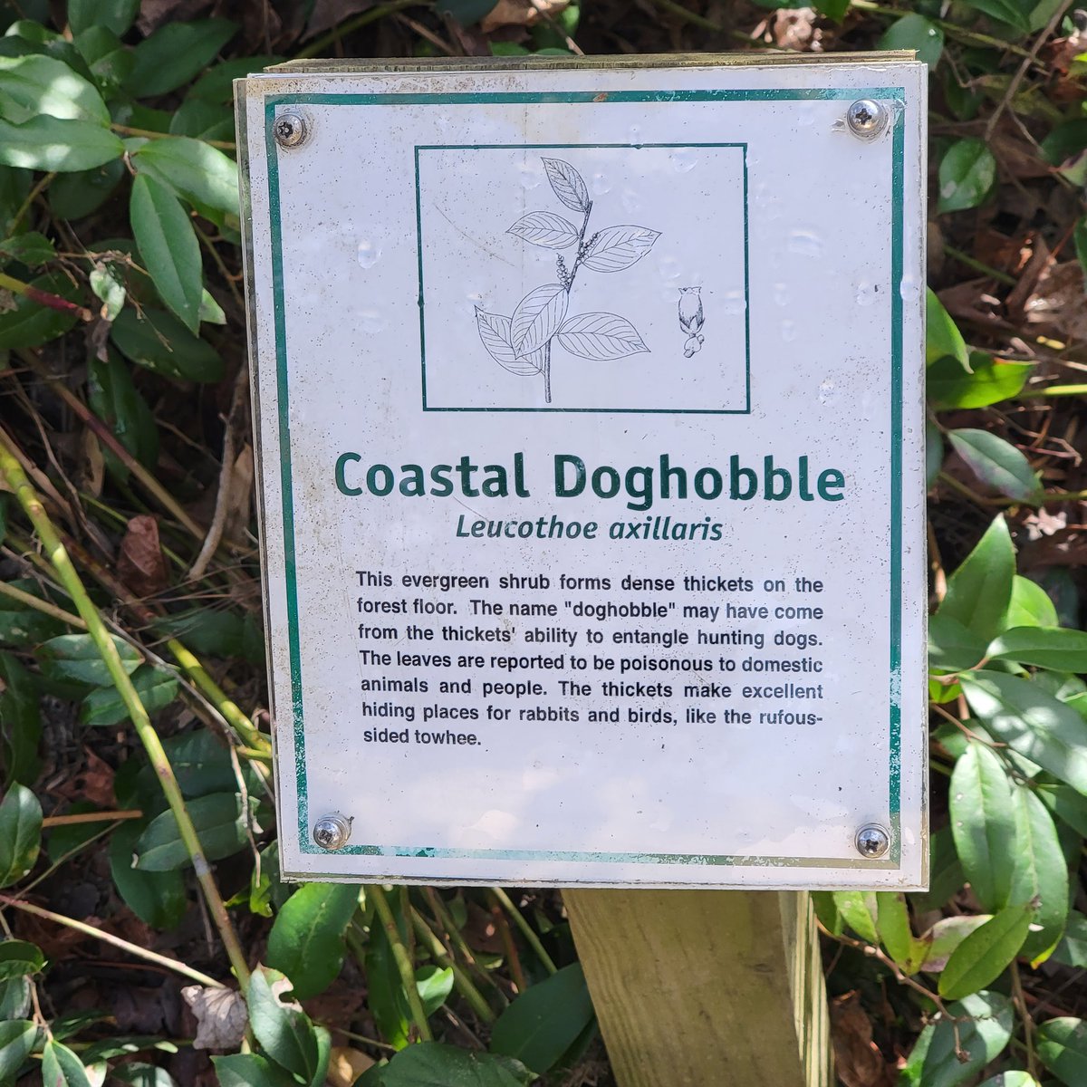 webb_rwebb's tweet photo. A very descriptive name for a local shrub. It apparently did its job and hobbled hunting dogs. Therefore, it protected small game and fowl. #shrubs #leucothoe #southernshrubs https://t.co/Yyg21Of8AW