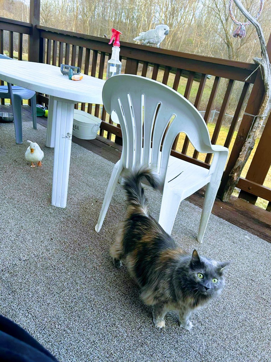Outside on the deck with Scrambles my arch nemesis and Ginger the kitty
