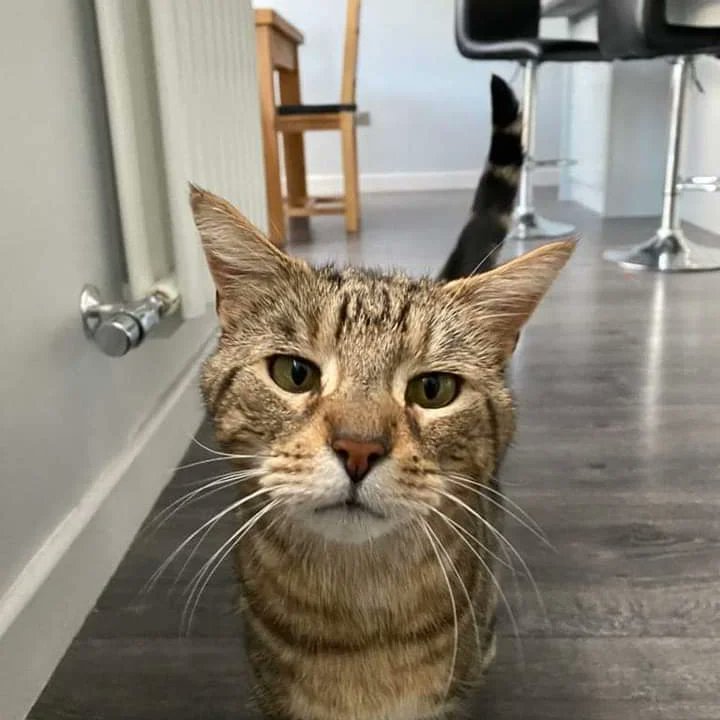 My name is Sabre and really worried as I can't find my way back to my mum. We live in a town called #Hucknall in #Nottingham. Please take a good look at my photo, so you'd recognise me if I visited your garden and you can help me get home!