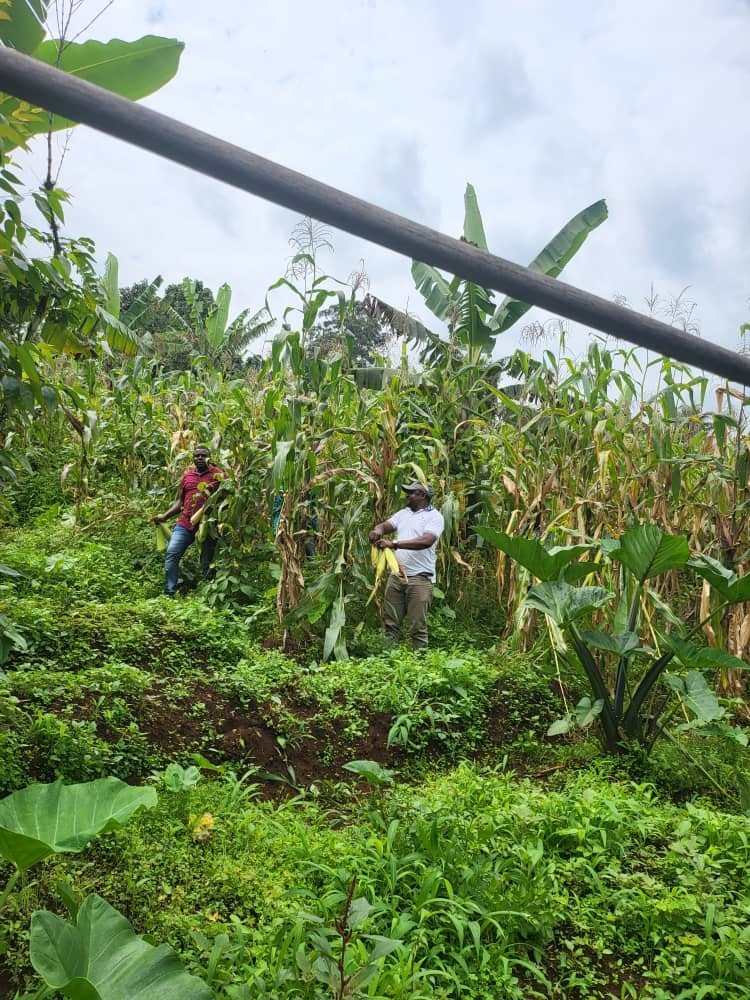 info_iasnr's tweet photo. New #SNR paper by @kimengsi &amp; @Surfmoe. Traditional rain forecast significantly explains agro-based climate adaptation; variations in levels of compliance with endogenous cultural institutions exist. 

https://t.co/wM406fPaGQ https://t.co/otE6nvmg1Q