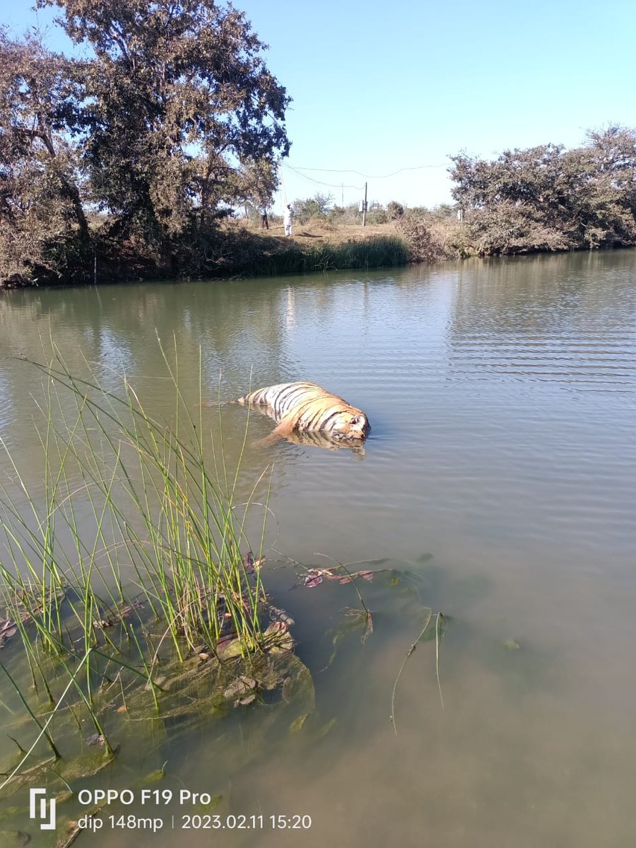 vijayp091's tweet photo. A full grown #tiger found dead in #Pothra river in #Warora range. #Electrocution suspected. This is 8th tiger death in #Maharashtra in 40 days.
@mieknathshinde @Dev_Fadnavis @ntca_india @CMOMaharashtra @SMungantiwar @TOINagpur @SunilWarrier1 @byadavbjp @TOICitiesNews @wii_india https://t.co/V4sNch5dsM