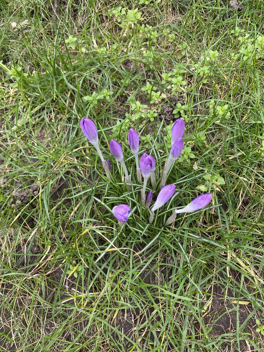 MarkFPWatts's tweet photo. Spring flower BINGO in #hulme https://t.co/qjz79OipQF