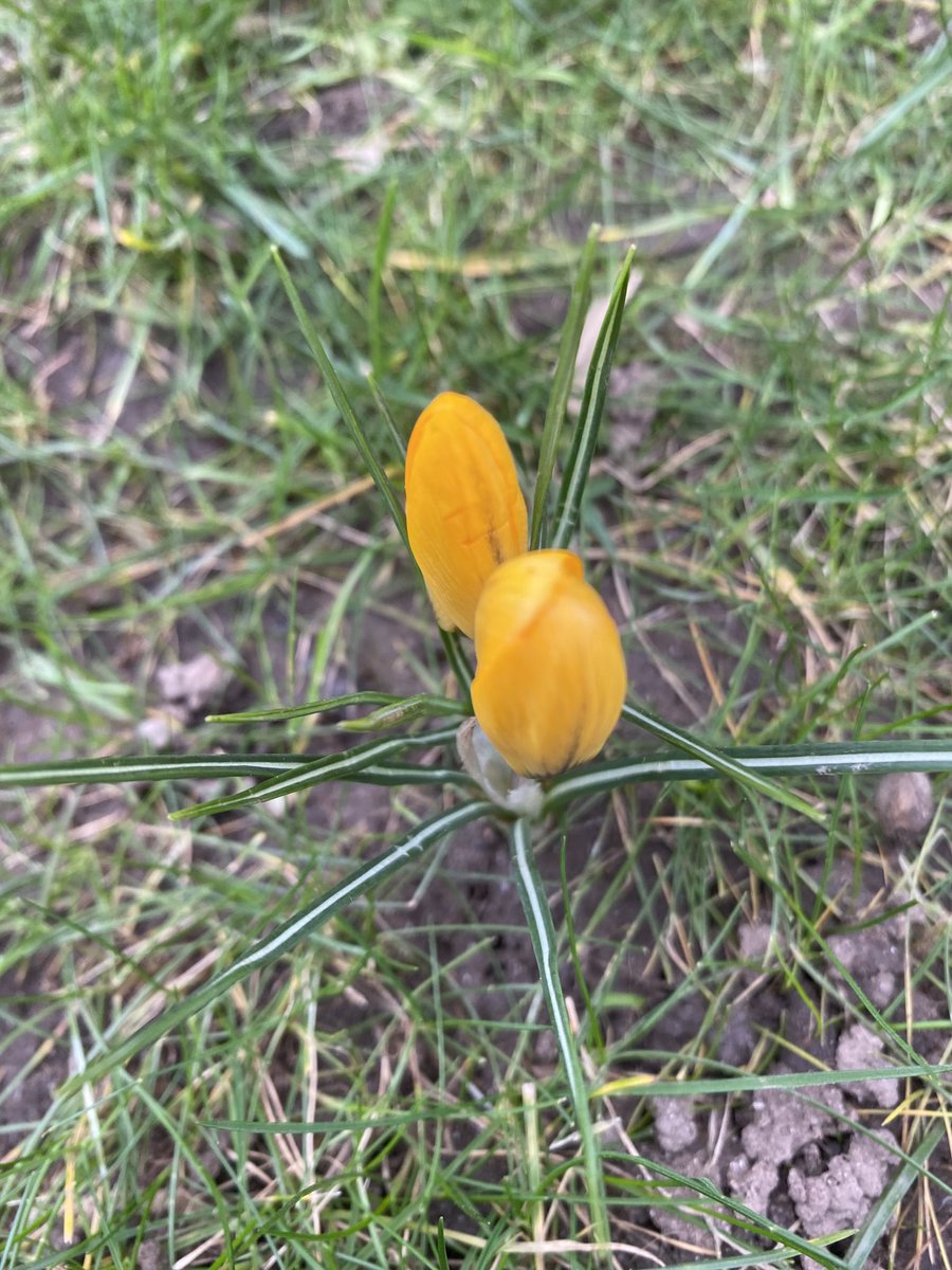 MarkFPWatts's tweet photo. Spring flower BINGO in #hulme https://t.co/qjz79OipQF