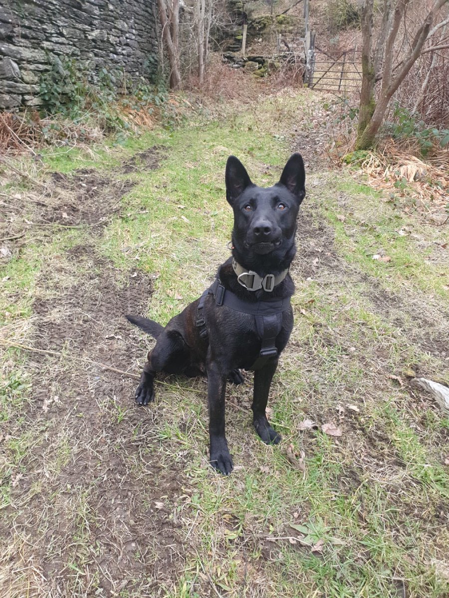 ChNWPoliceDogs's tweet photo. PD Colt assisted his colleagues @NWPConwyDenbighRural in conducting an area search where he located a High Risk missing person #PDColt #Blueteam https://t.co/KLMBTTR2Tb