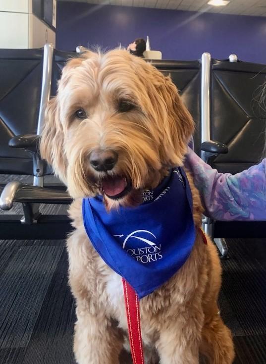 sgsryd's tweet photo. Good morning @iah travelers! Look out for Clyde your very own Pawtherapist this morning in Terminal "A" from 815 - 10 a.m. 
Have a Pawtastic day y'all and safe travels! @ellaghica @CrisAlcivar @APTherapyDogs https://t.co/TPgmw7zQ2A