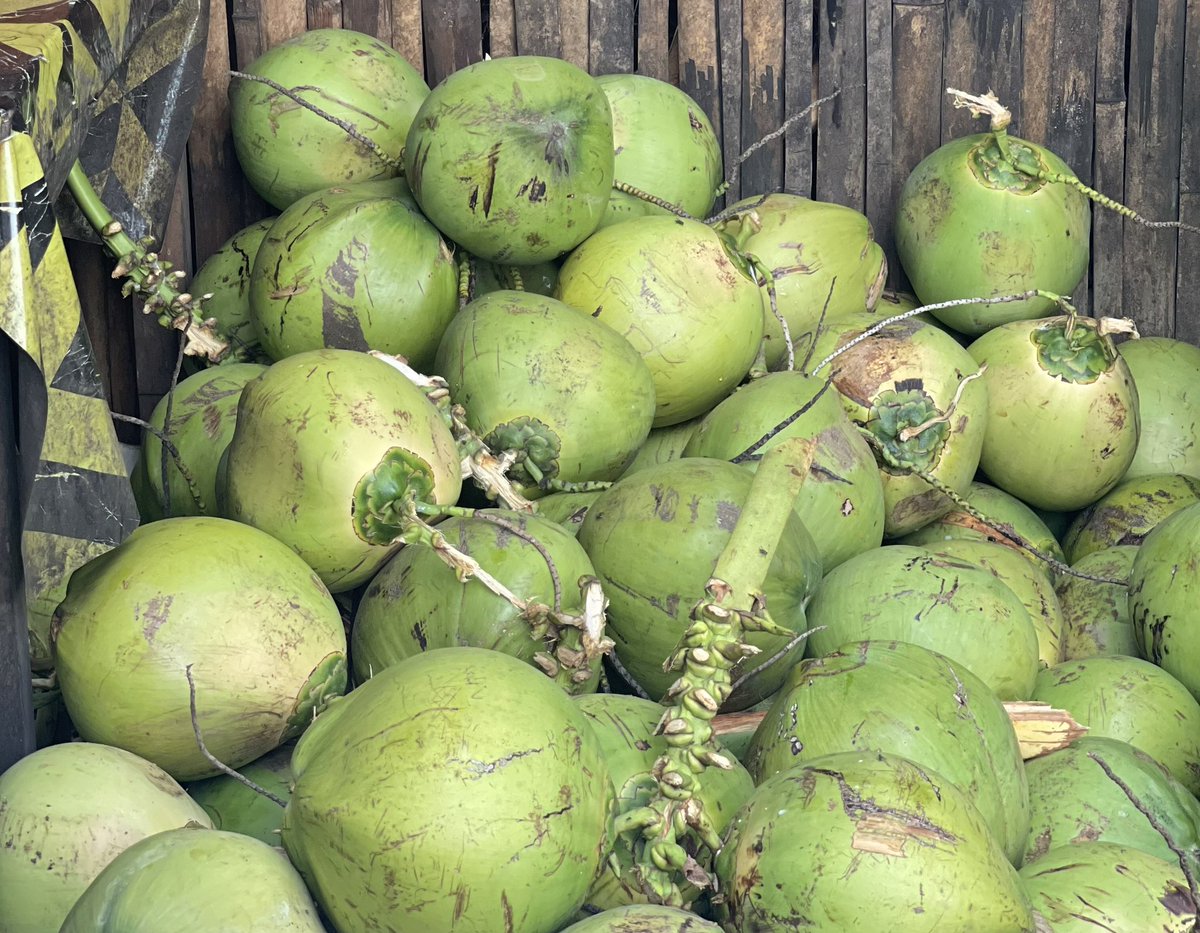 ilovemonding's tweet photo. Coconut is life ๐instead of sodas why not drink fresh cconut water instead ๐ and the fresh coconut meat is way refreshing & healthier than any sweetened pastry ๐ I choose #healthieroptions https://t.co/WbatoMtXO6