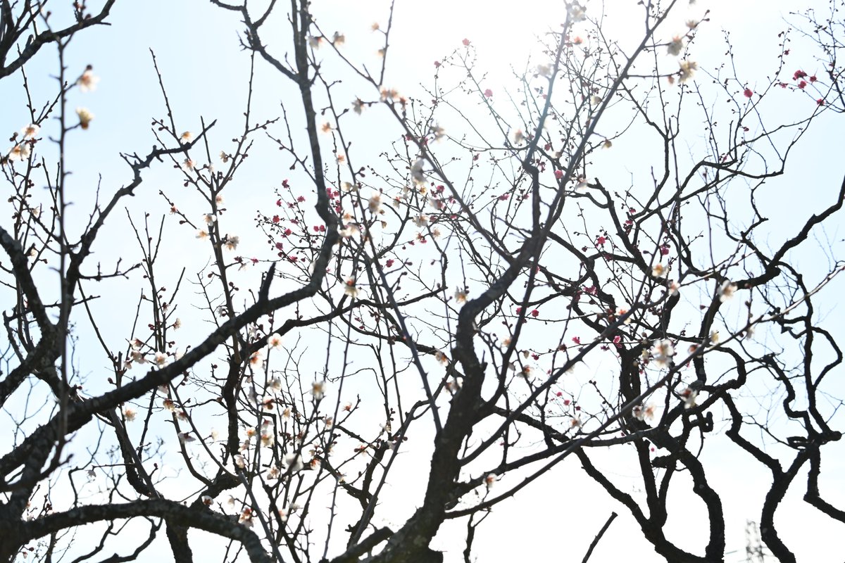 yukitheend's tweet image. 