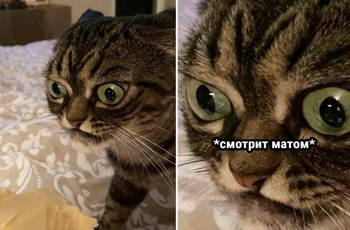 drunktwi's tweet photo. Мой преподаватель физики, когда я пытаюсь ему объяснить, что беременная лошадь мчится в два раза быстрее, потому что в ней две лошадиные силы: https://t.co/EJBXfK15nt