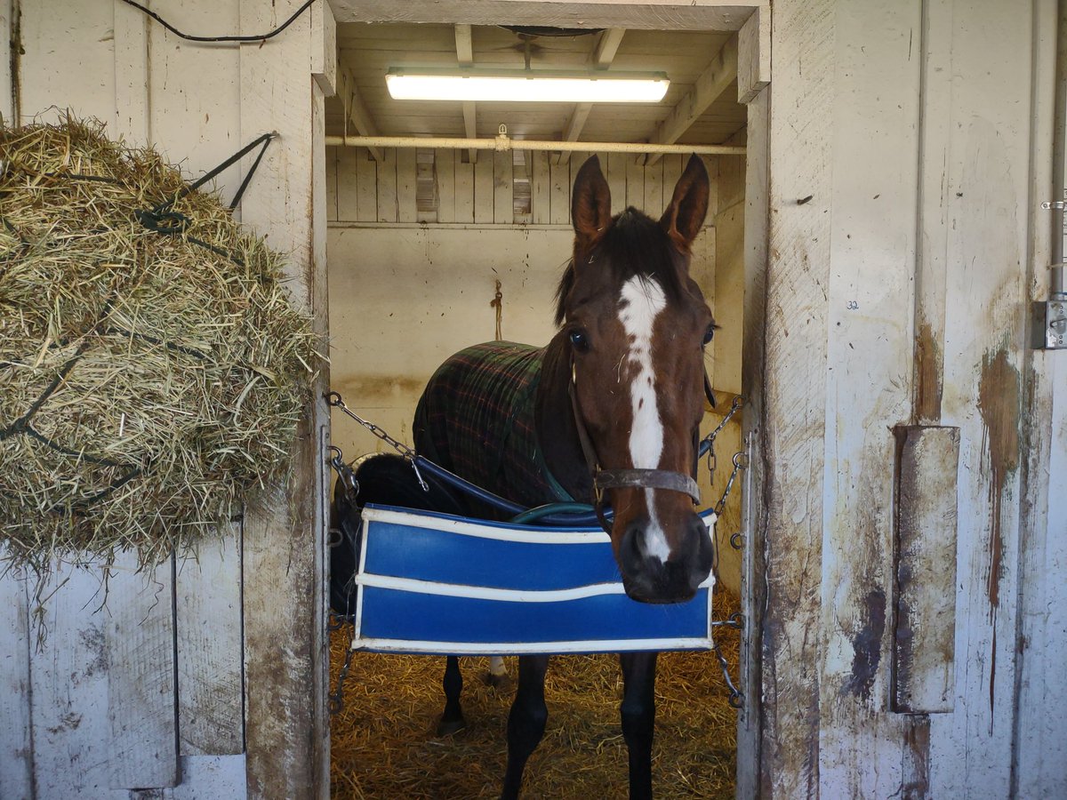 Gerry's Gem curious if this group is keen enough to break on top with him Race #7 @LaurelPark @DilodovicoS