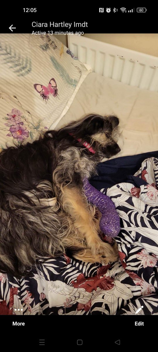 Molly and Hugo In memory of Bailey & Dulcie tweet media