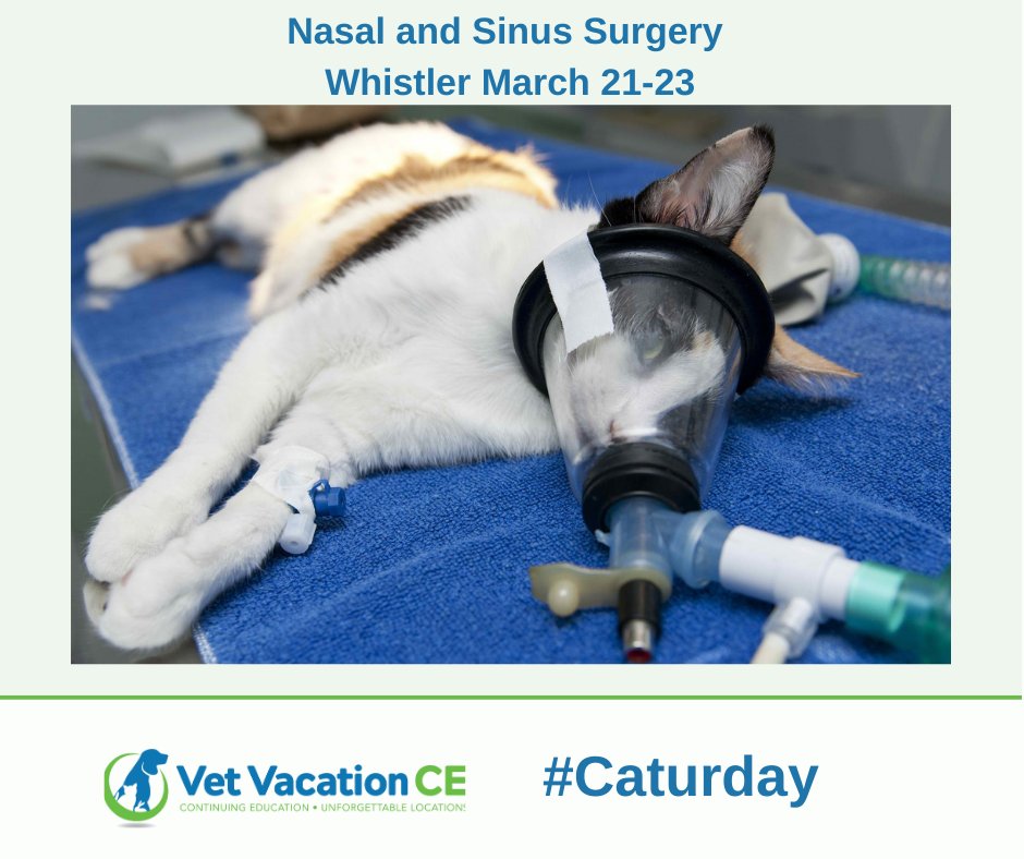 Signs in cats with chronic nasal and paranasal sinus disease may include nasal discharge, epistaxis, sneezing, gagging. 
Sign up for the Whistler conference where we will explore this topic in detail. vetvacationce.com/product/whistl…

#caturday #vettech #dvm #rossvet
